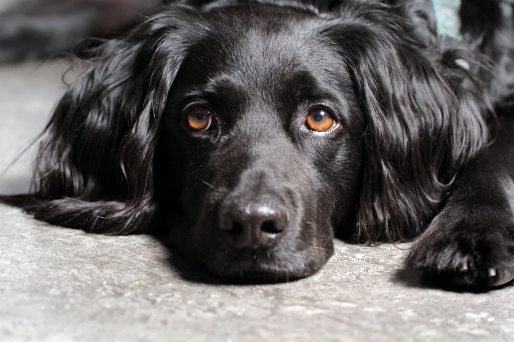 When you pass, what happens to your pet?