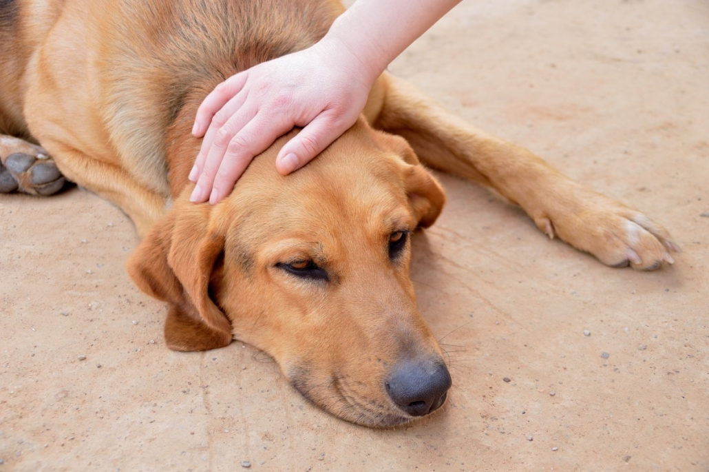 Exploring the Benefits of Therapy Animals for Grief and Funeral Planning