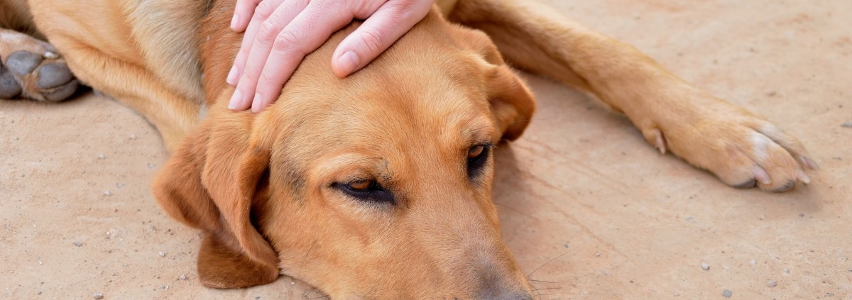 the loss of a pet