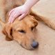 the loss of a pet